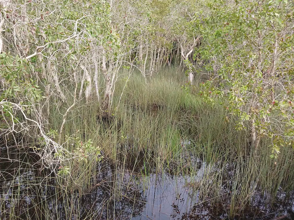見渡す限り青々とカチュー（水草の一種）が生い茂る、広大な湿地帯。