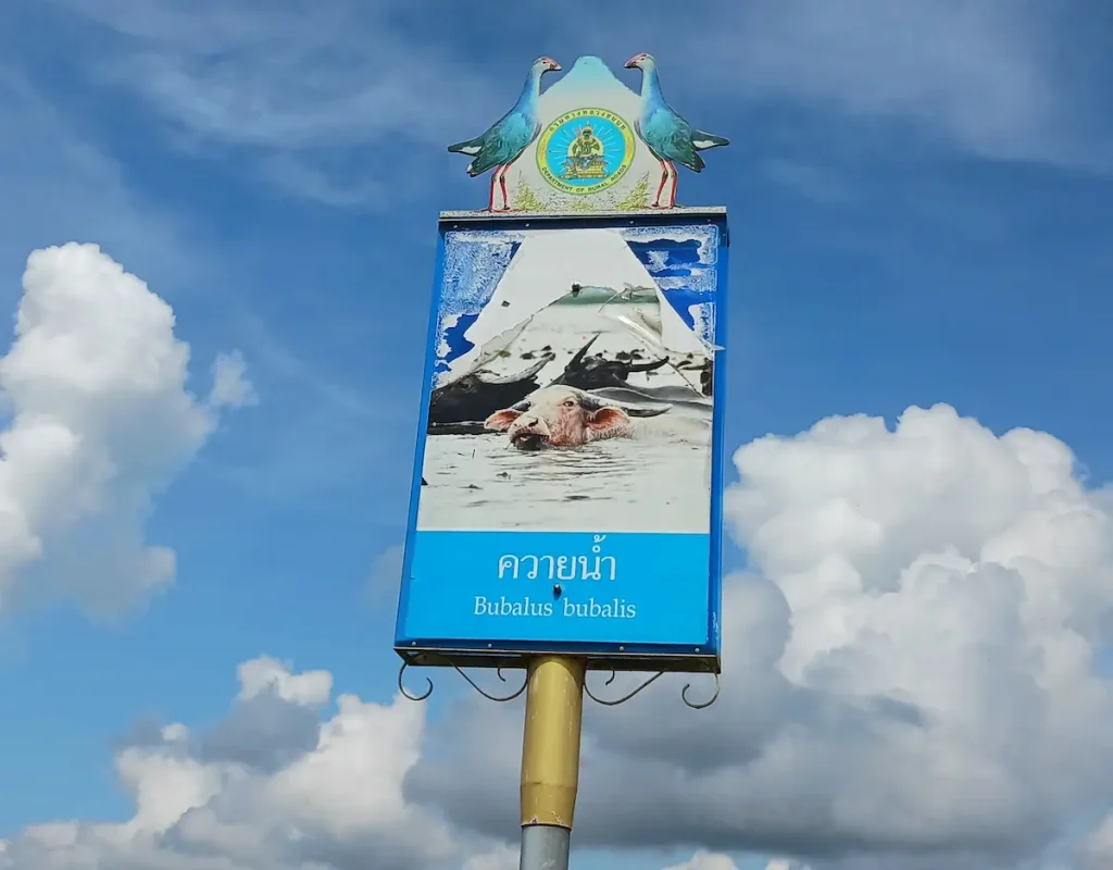 スイギュウの写真と学名 Bubalus bubalis が記載された看板