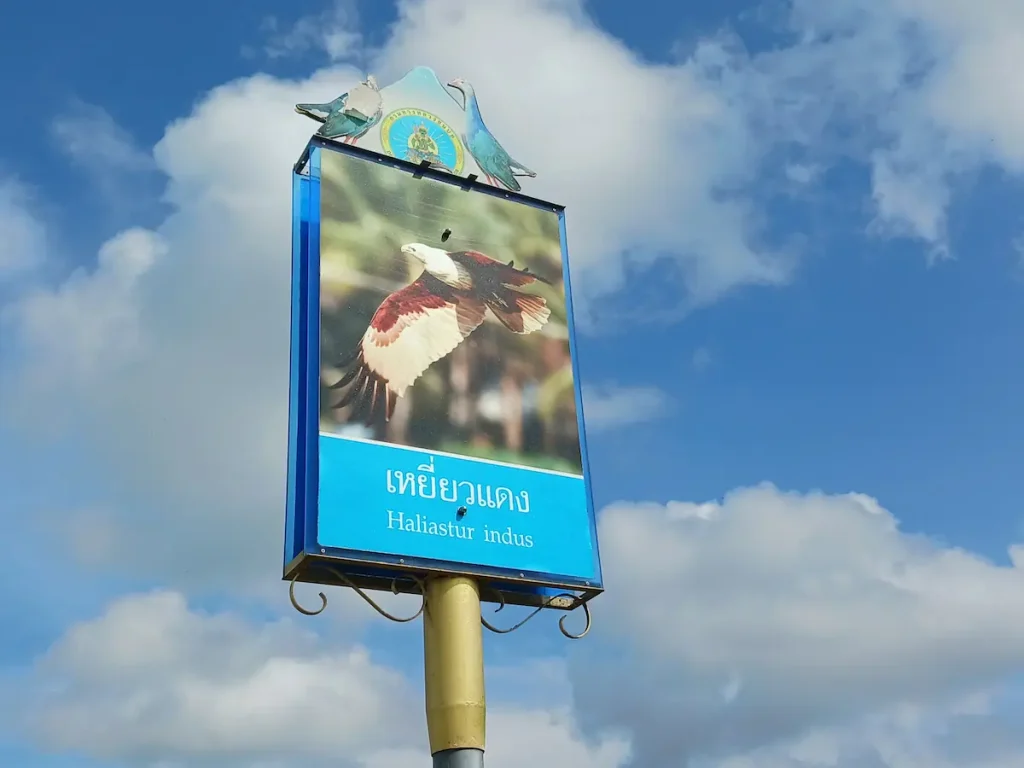 シロガシラトビの写真と学名Haliastur indusが記載された看板