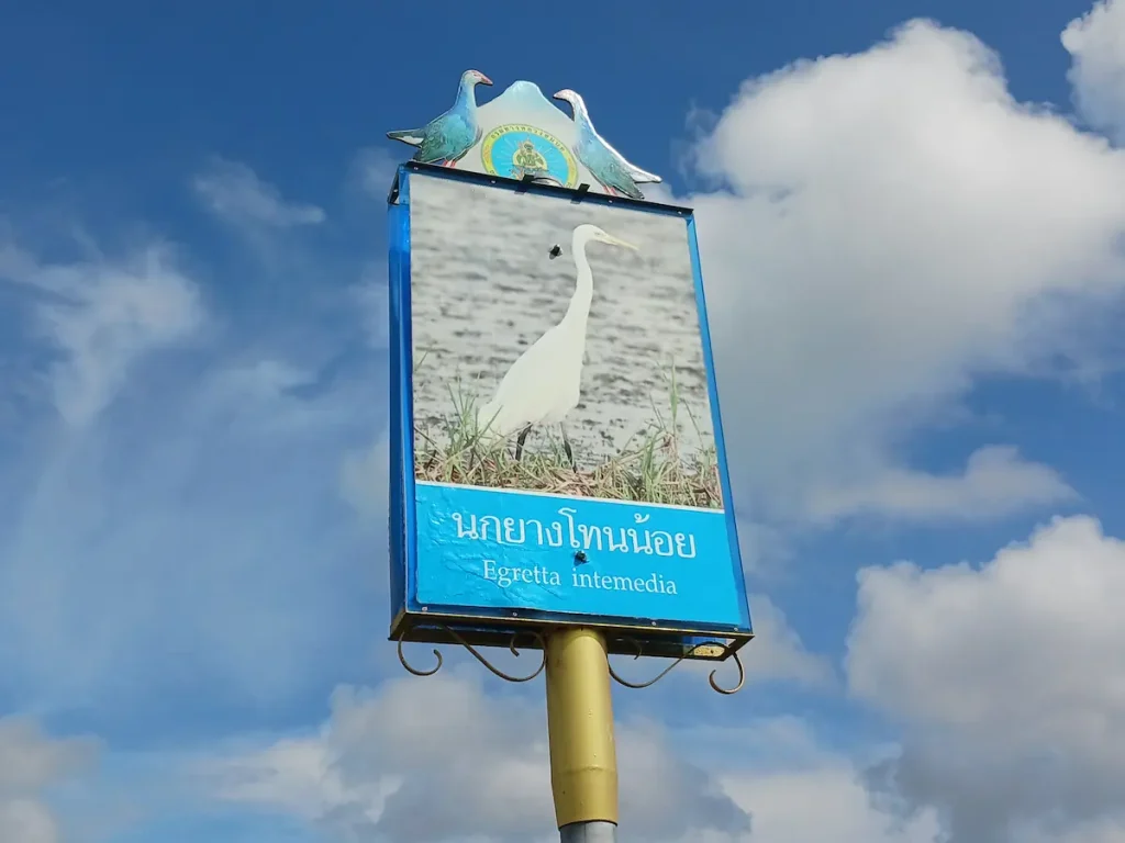 チュウサギの写真と学名Egretta intermediaが記載された看板