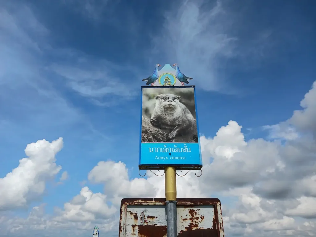 コツメカワウソの写真と学名Aonyx cinerea が記載された看板