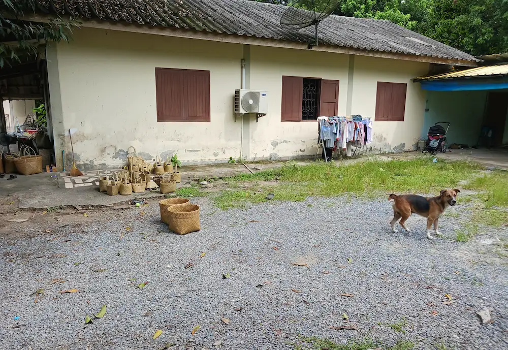 家の前で天日干しされる完成したカチュー（水草の一種）のかばんと、その傍らでのんびりと過ごす放し飼いの犬