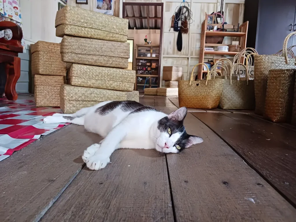 カチュー(水草の一種)の箱が無造作に置かれた屋内で横になる猫