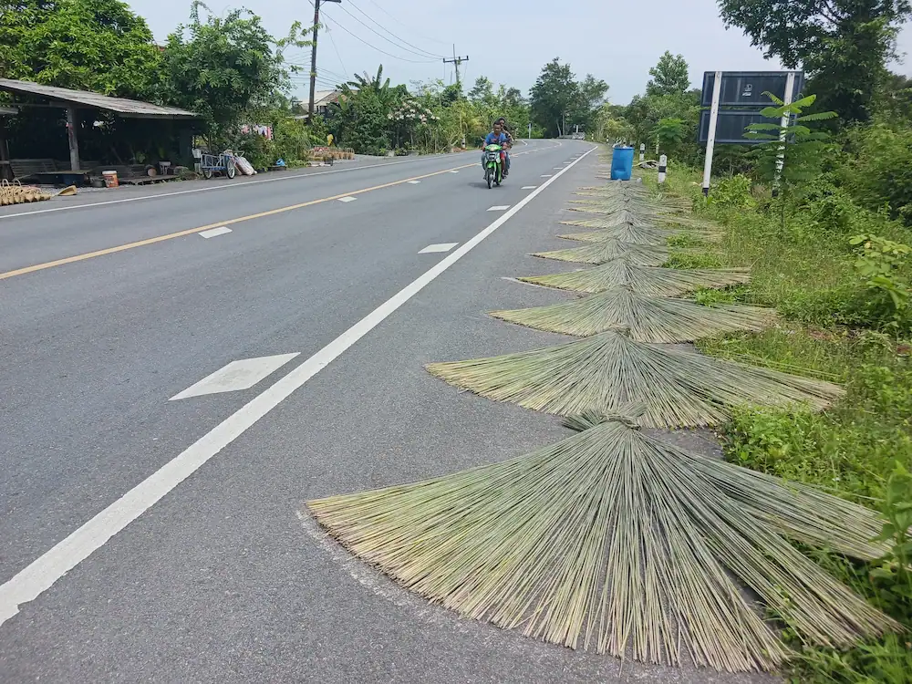 舗装された道路の脇に、平らにした水草が扇状に広げられ、等間隔に並べて天日干しされている様子

