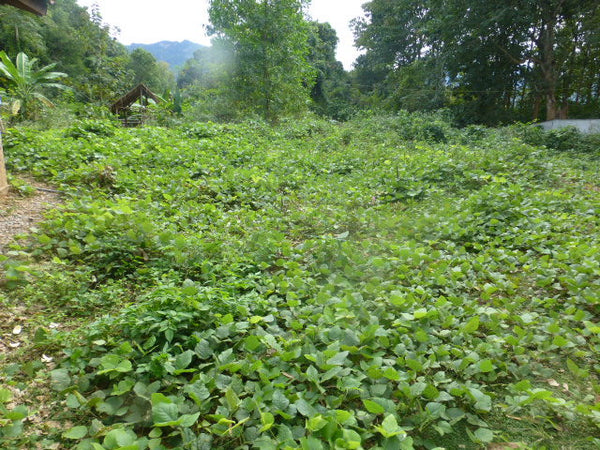 ラオス北部カム族の村周辺に自生する葛の群れ